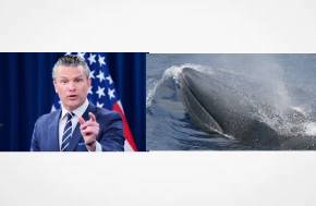 USA: Hesgeth's War on Whales along with just about everything else