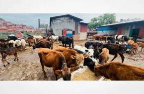 Article: Animal Welfare in Nepal: Gaps between law, culture and enforcement 