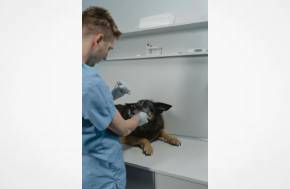 Who’s Liable When a Pet Is Injured? Understanding the Law..