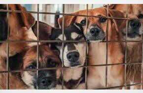 Ontario halts invasive medical testing on dogs and cats in watershed Animals for Research Act change