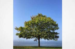 USA - NPR: Podcast - Tree laws are raising constitutional — and even philosophical — questions