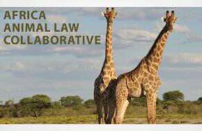 Announcement: The Africa Animal Law Collaborative - A Global Initiative for Africa's Animals