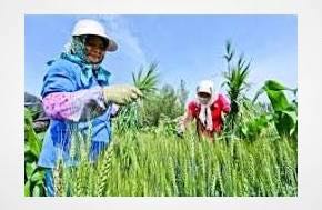 People's Daily: China mulls law revision to boost agricultural, rural development