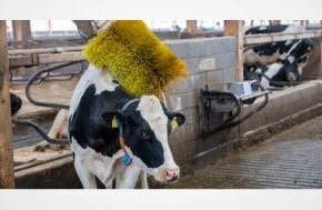 Sentient: What Is Animal Welfare Worth? Economists Have a New Way to Calculate It