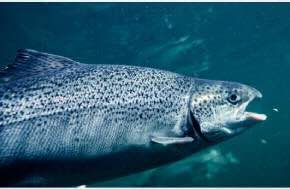 Australia: Animal welfare claim launched against Tasmanian salmon industry by Animals Australia