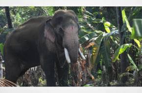 India - The Hindu - Opinion: All animals need equal consideration, "The judiciary’s differential treatment of two categories of animals — elephants and street dogs — raises important moral and legal questions"